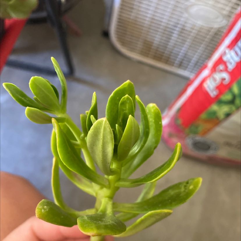 Close-up of a healthy Tree Stonecrop succulent with vibrant green leaves.