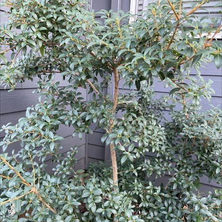 Photo of the plant species Tea Olive by Jazzedpawpaw named Sweet Olive on Greg, the plant care app