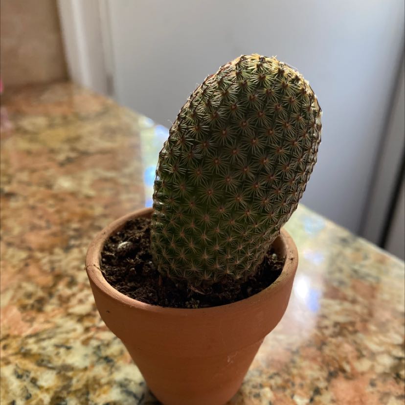 Potted Coryphantha erecta cactus on a countertop, healthy and well-framed.