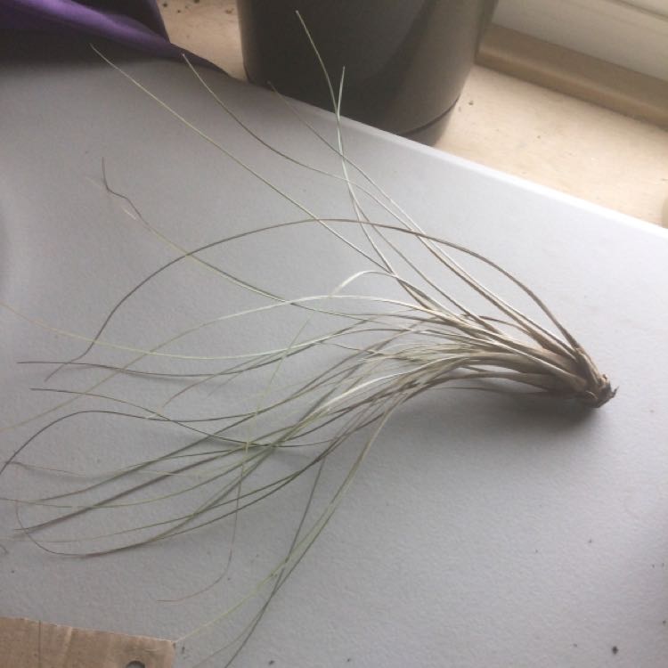 Tillandsia Juncea plant on a flat surface with a pot and window sill in the background.