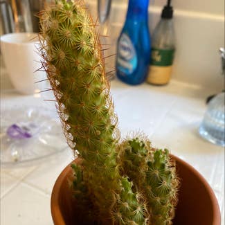 Lady Finger Cactus plant in Santa Clarita, California