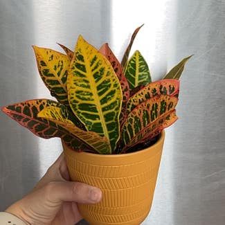 Croton 'Petra' plant in Somewhere on Earth