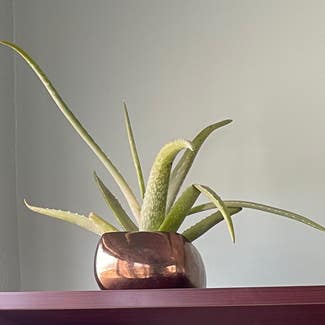 Aloe Vera plant in Eureka, California