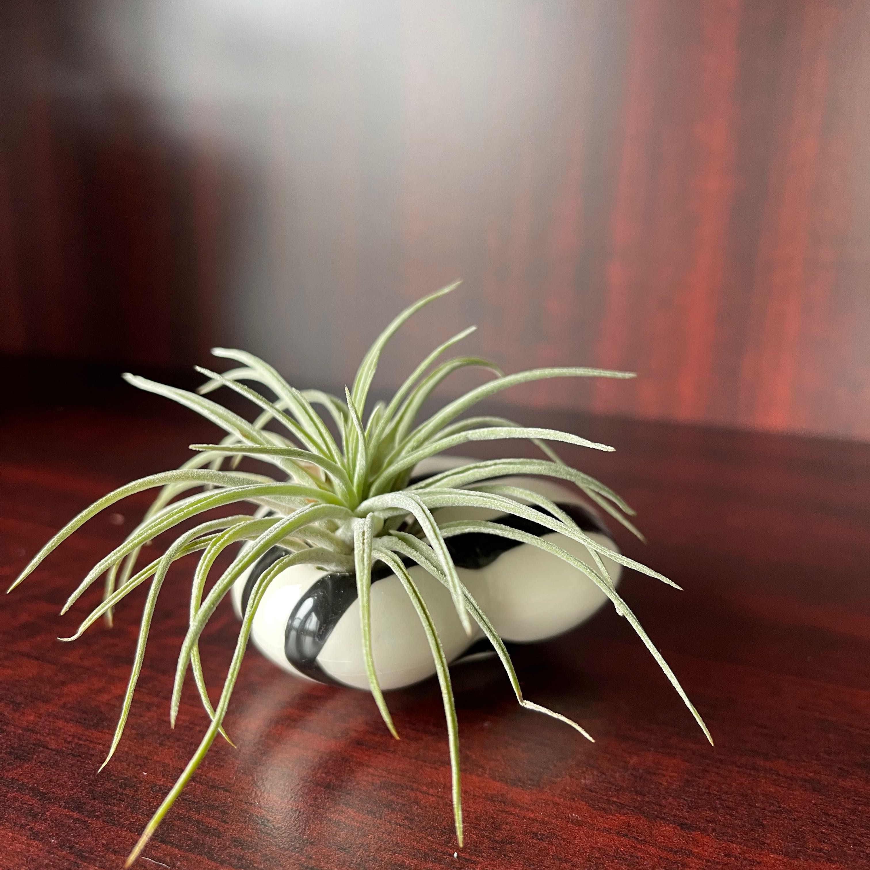 Photo of the plant species Blushing Bride Air Plant by @IdolizedPetunia named Clooney on Greg, the plant care app