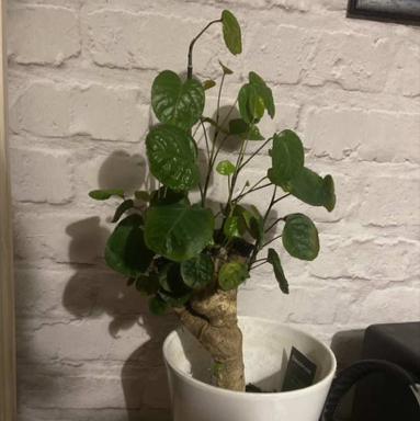 Plant care for American Spikenard on Greg, the plant care app