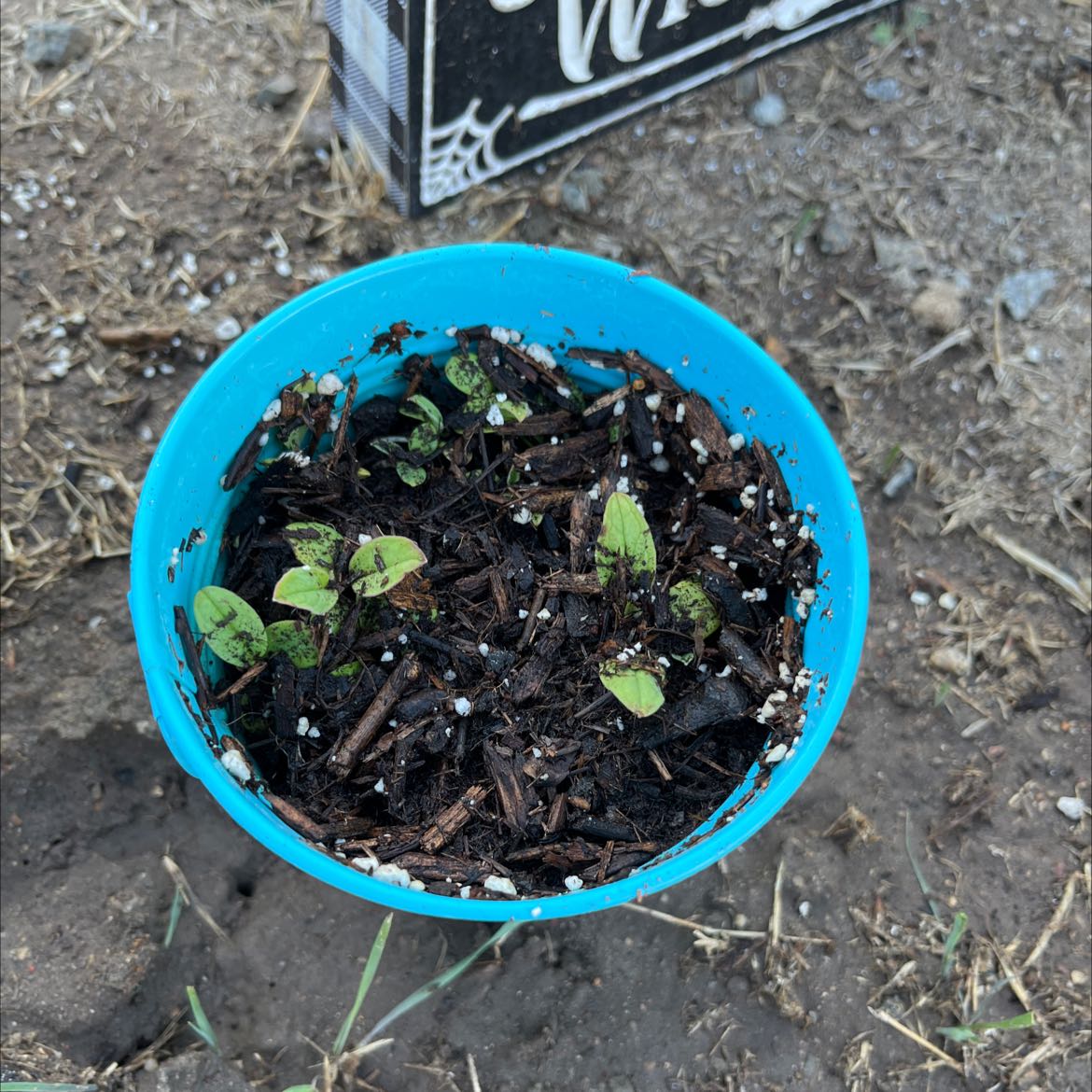 Photo of the plant species Field Forget-Me-Not by @DollMizuna named Forget Me Nots 🌸 on Greg, the plant care app