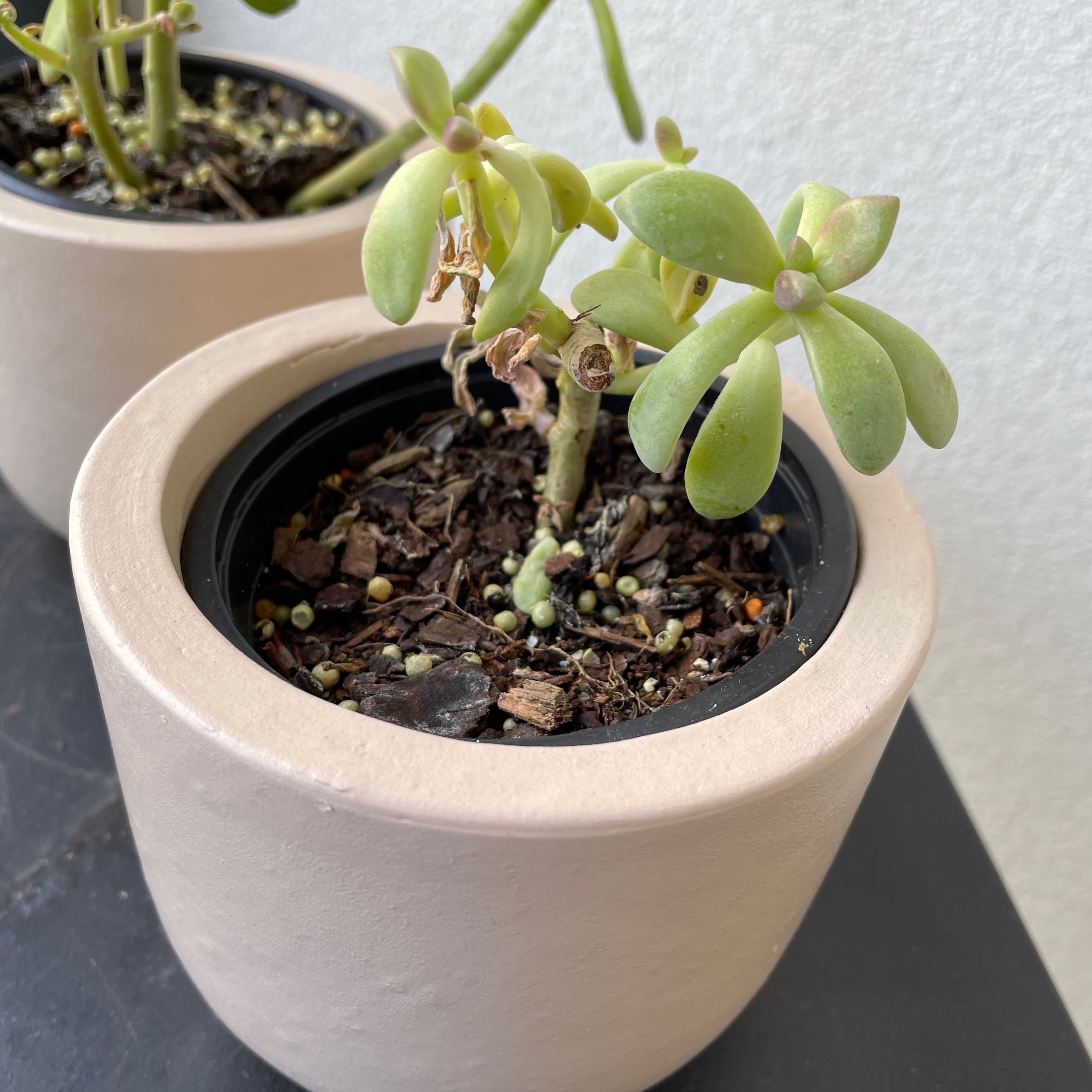 Photo of the plant species Sedum allantoides by @AvidLithops named Ben on Greg, the plant care app