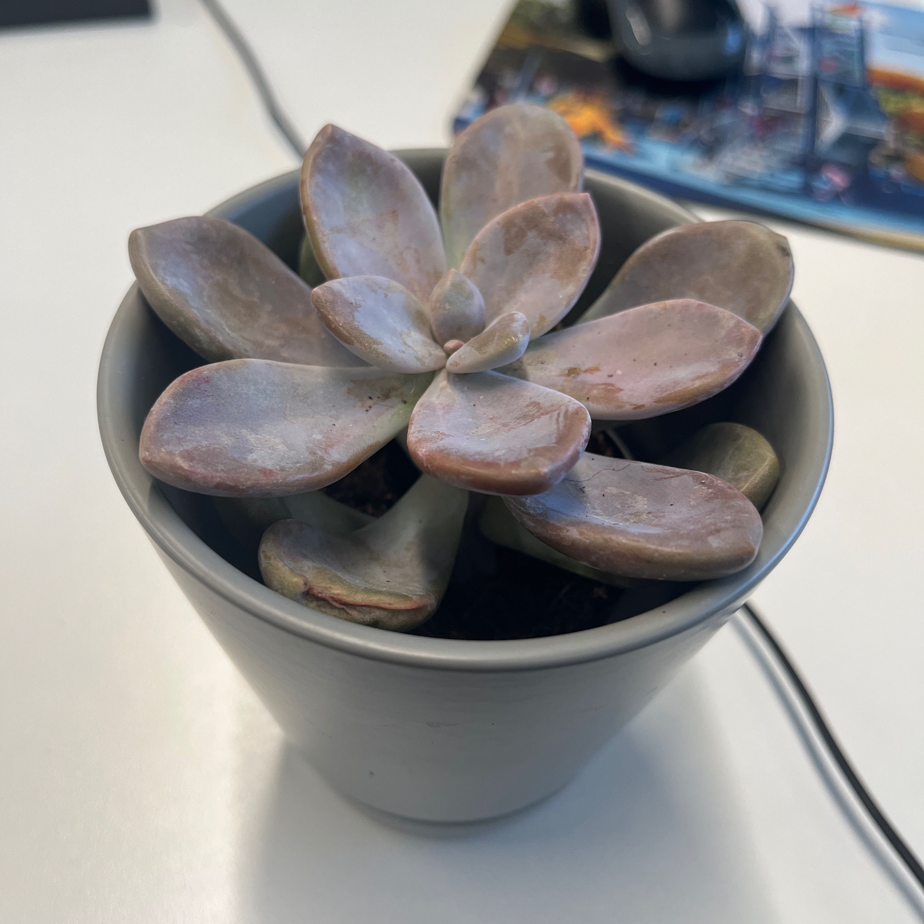 Potted Graptopetalum 'Murasaki' succulent with fleshy leaves, no visible health issues.