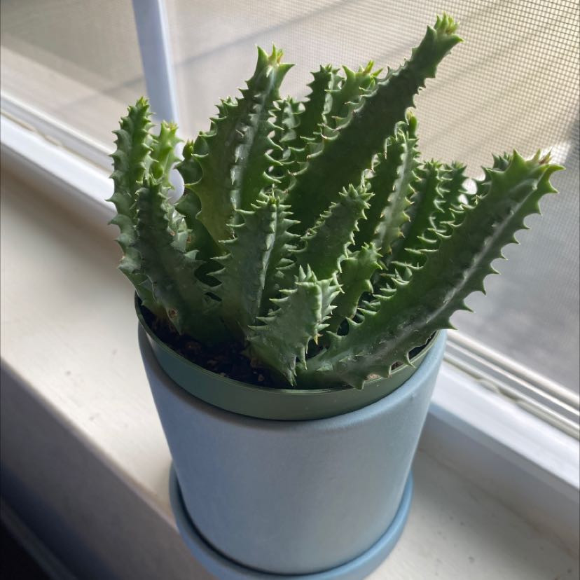 Photo of the plant species Lifesaver Cactus by @elbo named pinea on Greg, the plant care app