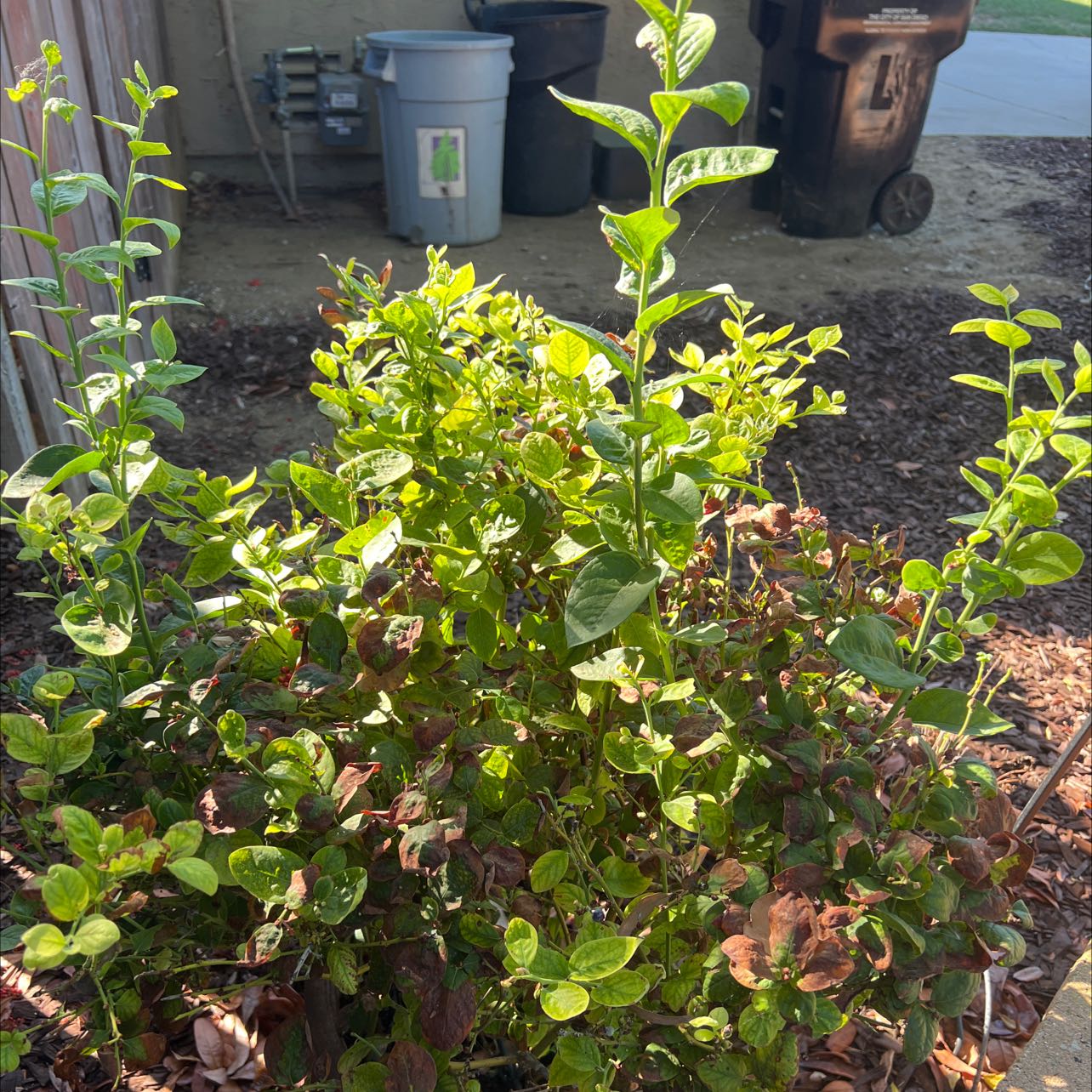 Photo of the plant species Blueberry Goldtraube by @FitKermesoak named Blueberry Spring on Greg, the plant care app
