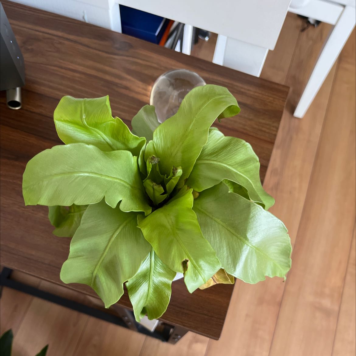 Healthy Japanese Bird's Nest Fern with vibrant green leaves on a wooden surface.