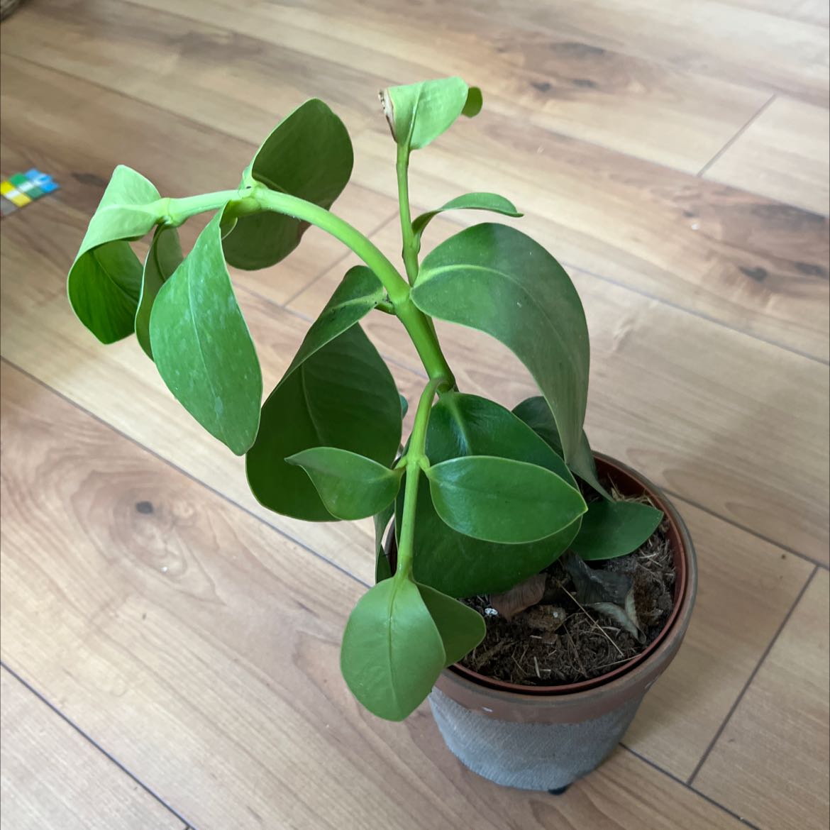 Potted Natal Plum plant with healthy green leaves on a wooden floor.