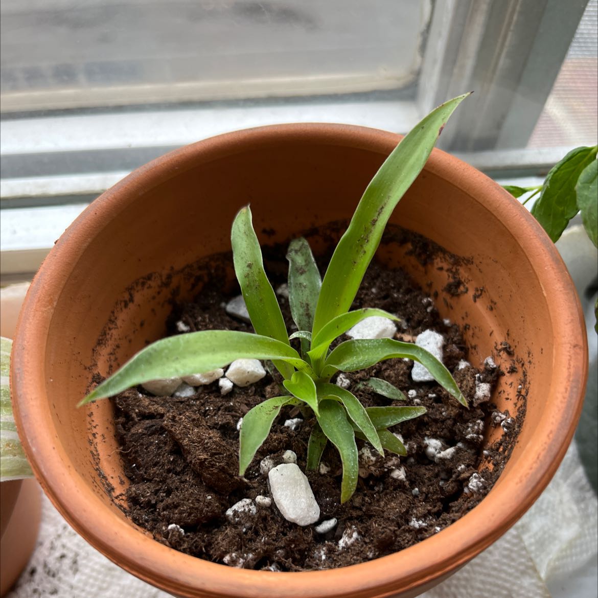 A healthy false Aloe plant in a terracotta pot with visible soil and white stones.