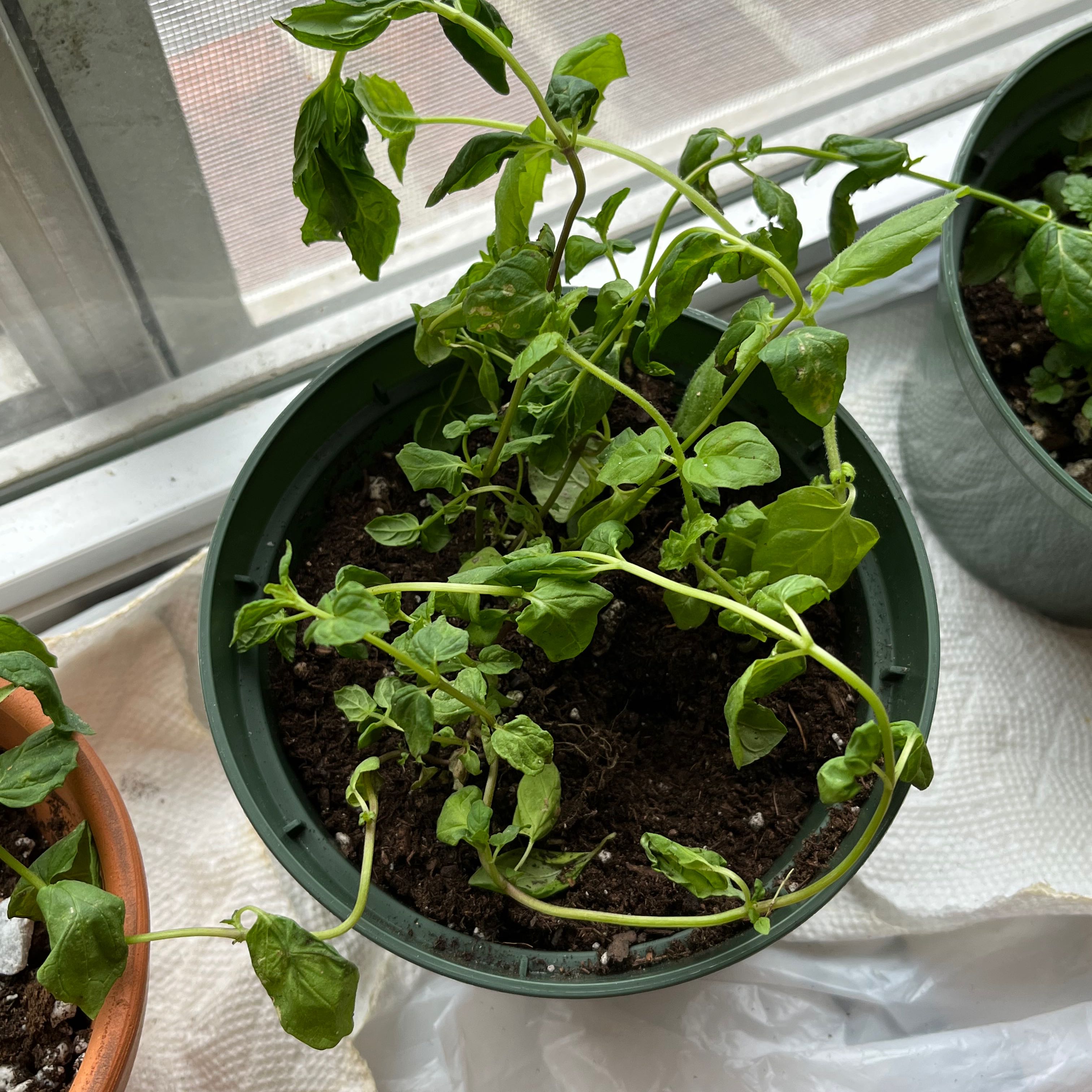 Photo of the plant species Kentucky Colonel Mint by @AbleRosea named Dead on Greg, the plant care app