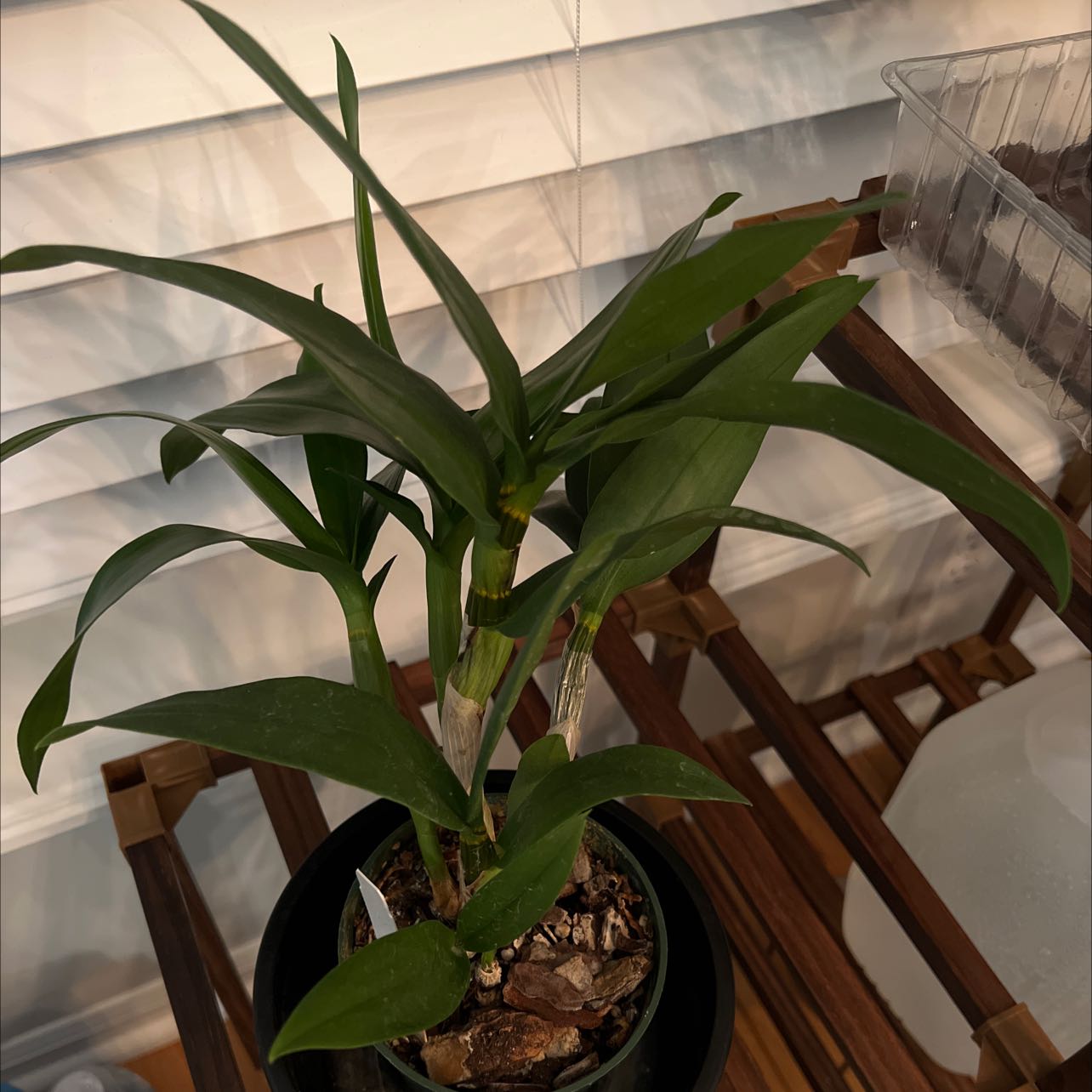 Dendrobium Phalaenopsis plant in a pot with green leaves and visible soil.