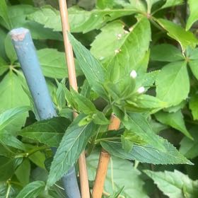 Photo of the plant species Northern Willowherb by @tarotcarter named Fernie Saunders on Greg, the plant care app