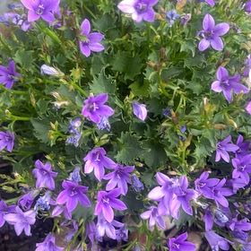Photo of the plant species Serbian Bellflower by @tarotcarter named Harper on Greg, the plant care app