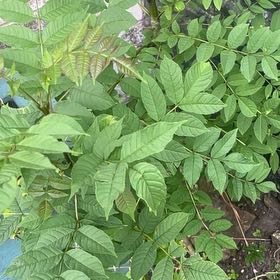 Photo of the plant species European Ash by @tarotcarter named Nemo on Greg, the plant care app