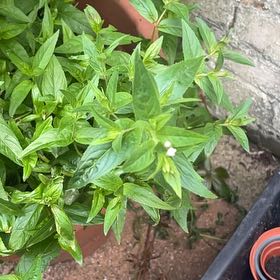 Photo of the plant species Northern Willowherb by @tarotcarter named Oscar on Greg, the plant care app