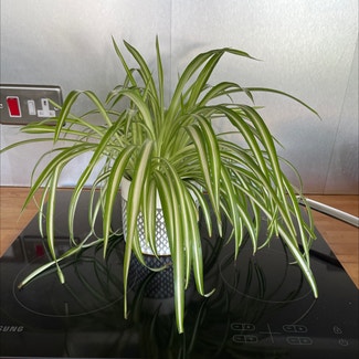 Spider Plant plant in Southampton, England
