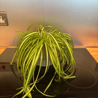 Spider Plant plant in Southampton, England
