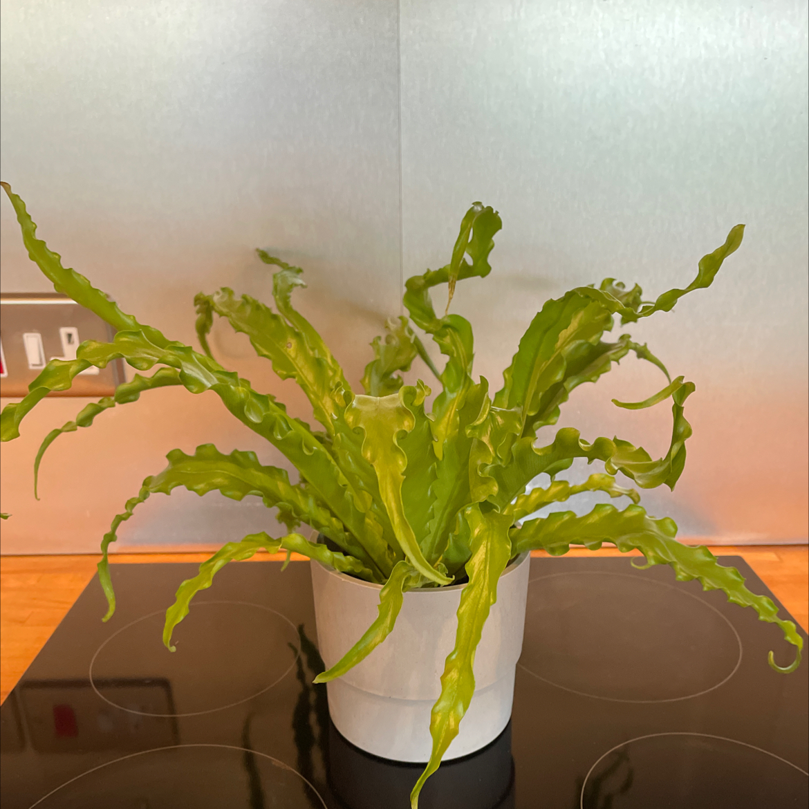 Photo of the plant species Bird's Nest Fern by @BentonCoralpea named Fernie (2) on Greg, the plant care app