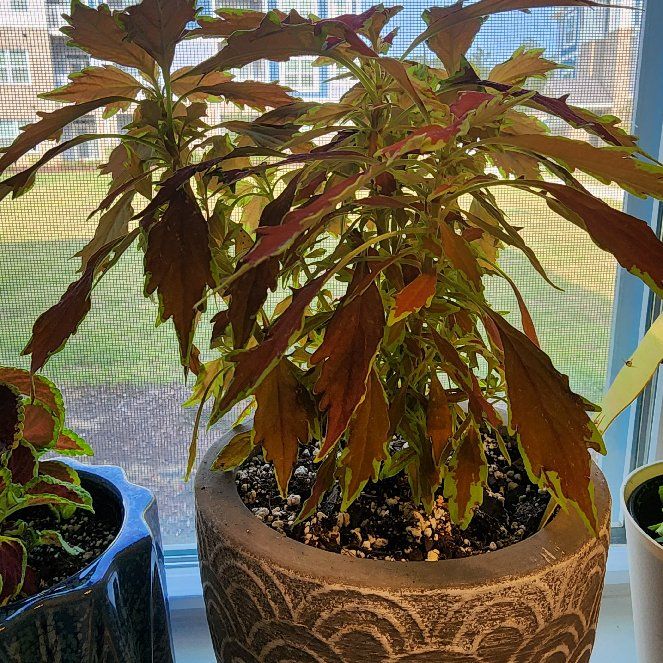Photo of the plant species FlameThrower™ Salsa Verde Coleus by @DeftSilktree named flamethrower cajun spice coleus on Greg, the plant care app