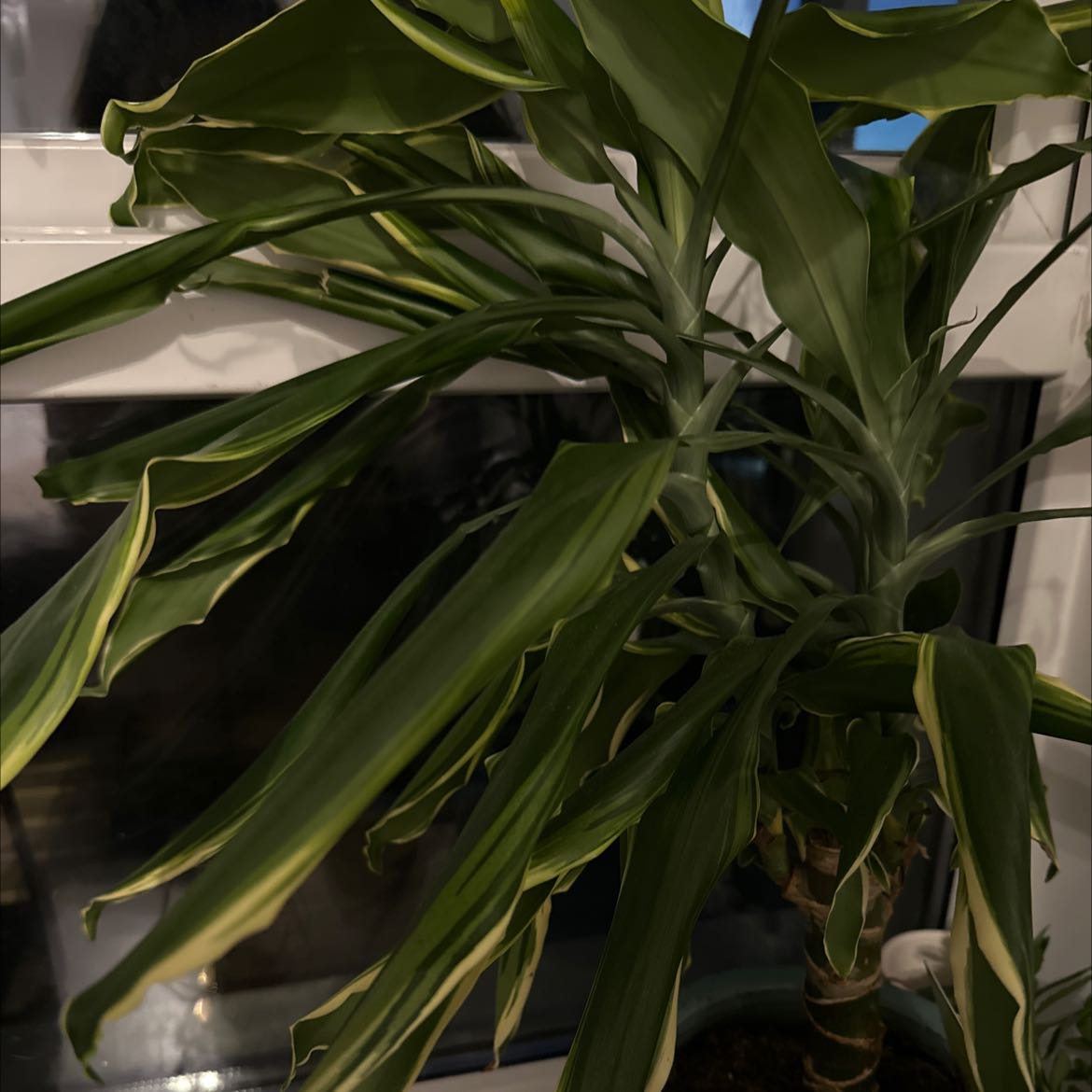 Photo of the plant species Large-Leaved Dragon Tree by @AcclaimedAjwain named Your plant on Greg, the plant care app