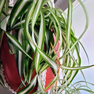 Curly Spider Plant plant in Lakeside, California