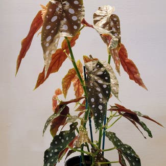 Polka Dot Begonia plant in Lakeside, California