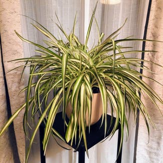 Variegated Spider Plant plant in Lakeside, California