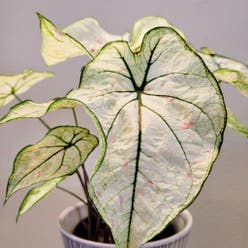 Caladium 'Marie Moir' plant