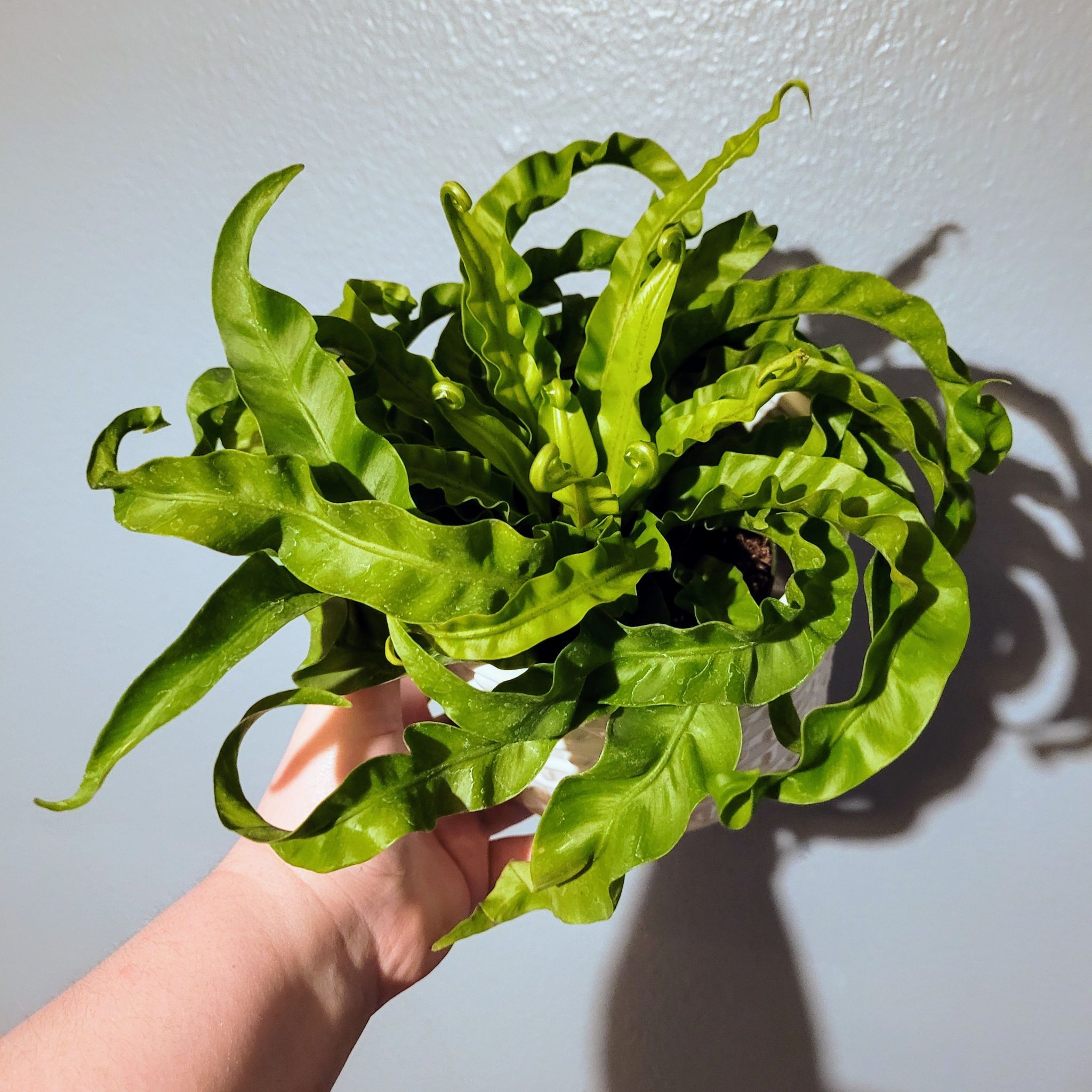 Healthy Hurricane Fern with vibrant green, wavy leaves held by a hand.
