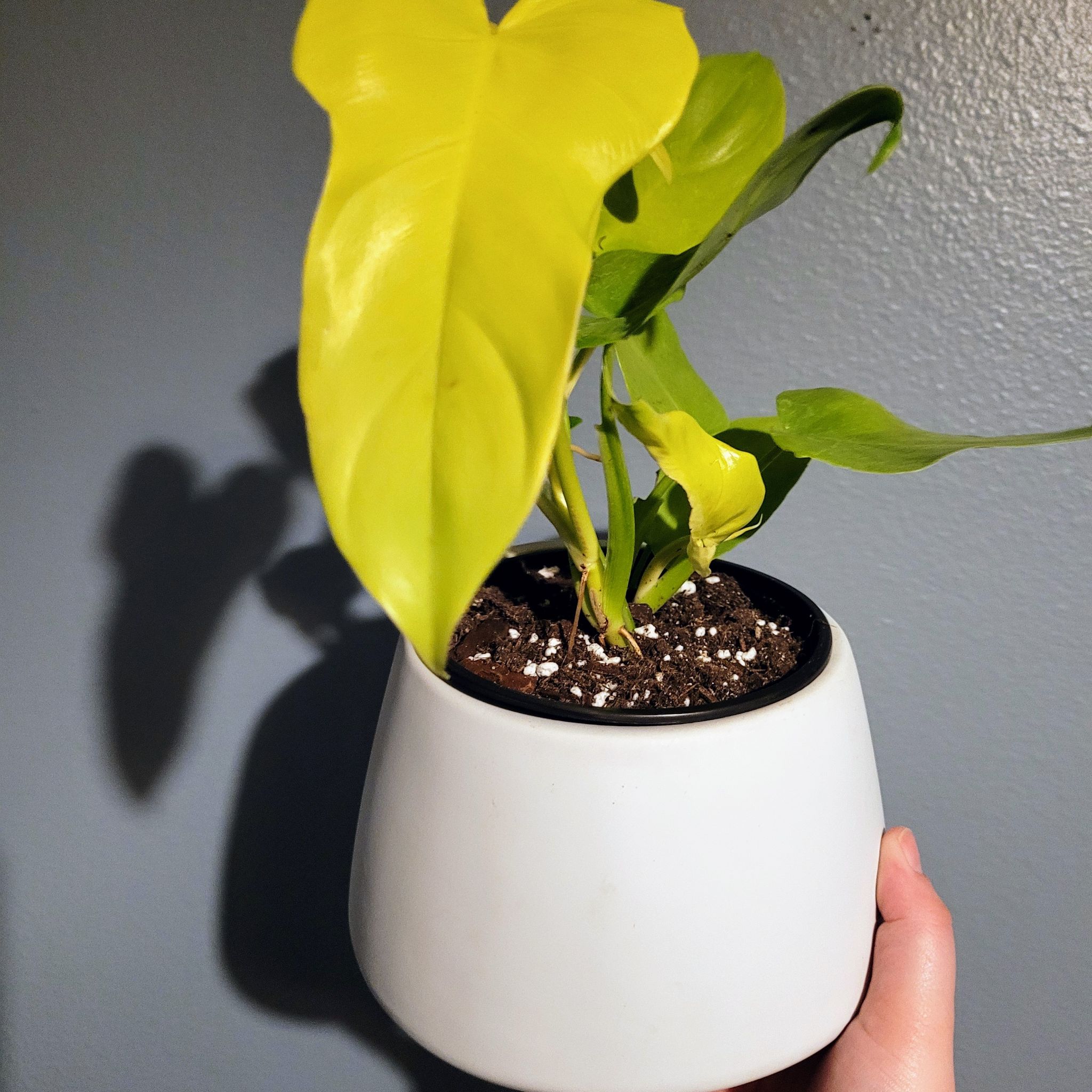 Philodendron Gold Violin plant in a white pot with vibrant yellow leaves.