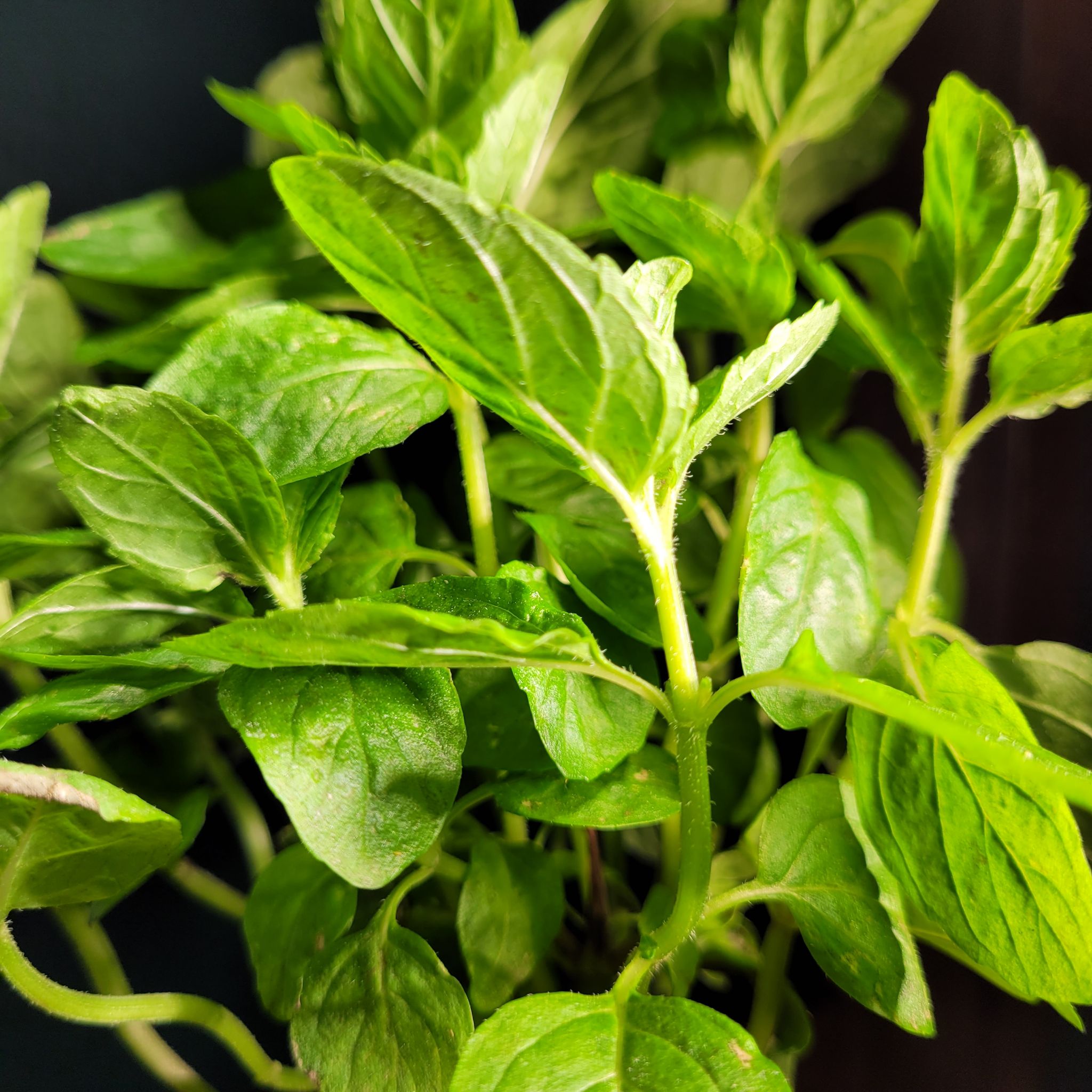 Healthy mint plant with vibrant green leaves.