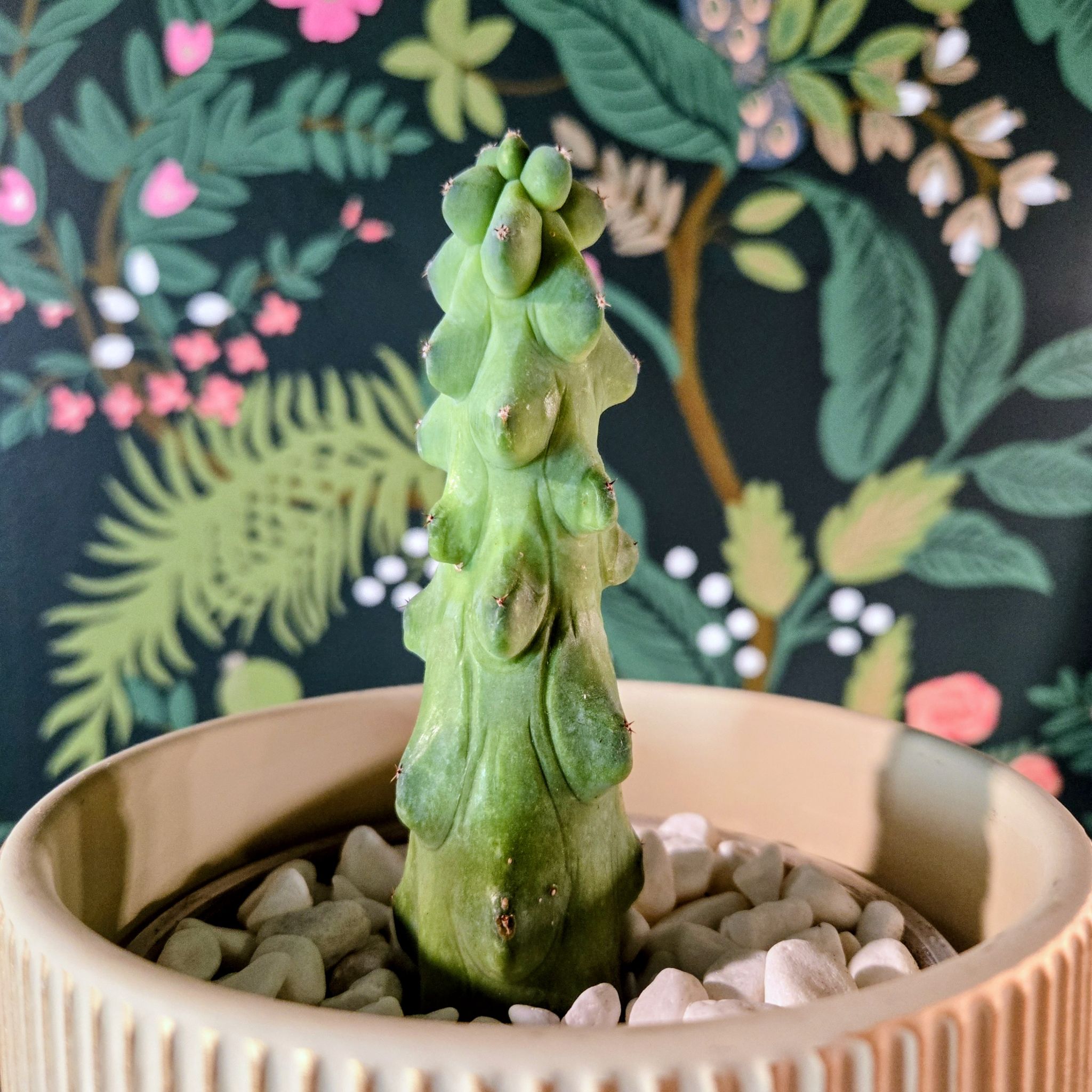 Photo of the plant species Boobie Cactus by @EarthBurrito named Dolly on Greg, the plant care app