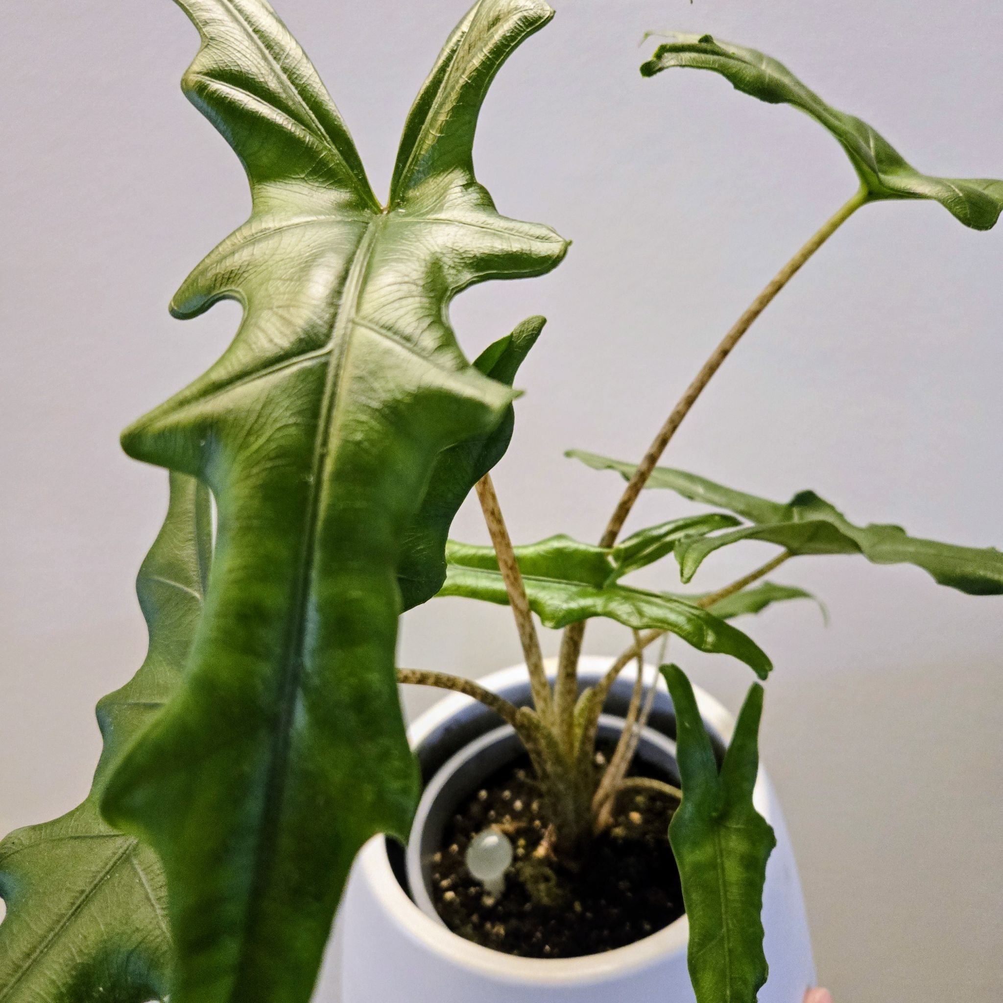 Photo of the plant species Alocasia sabrina by @EarthBurrito named Sabrina on Greg, the plant care app