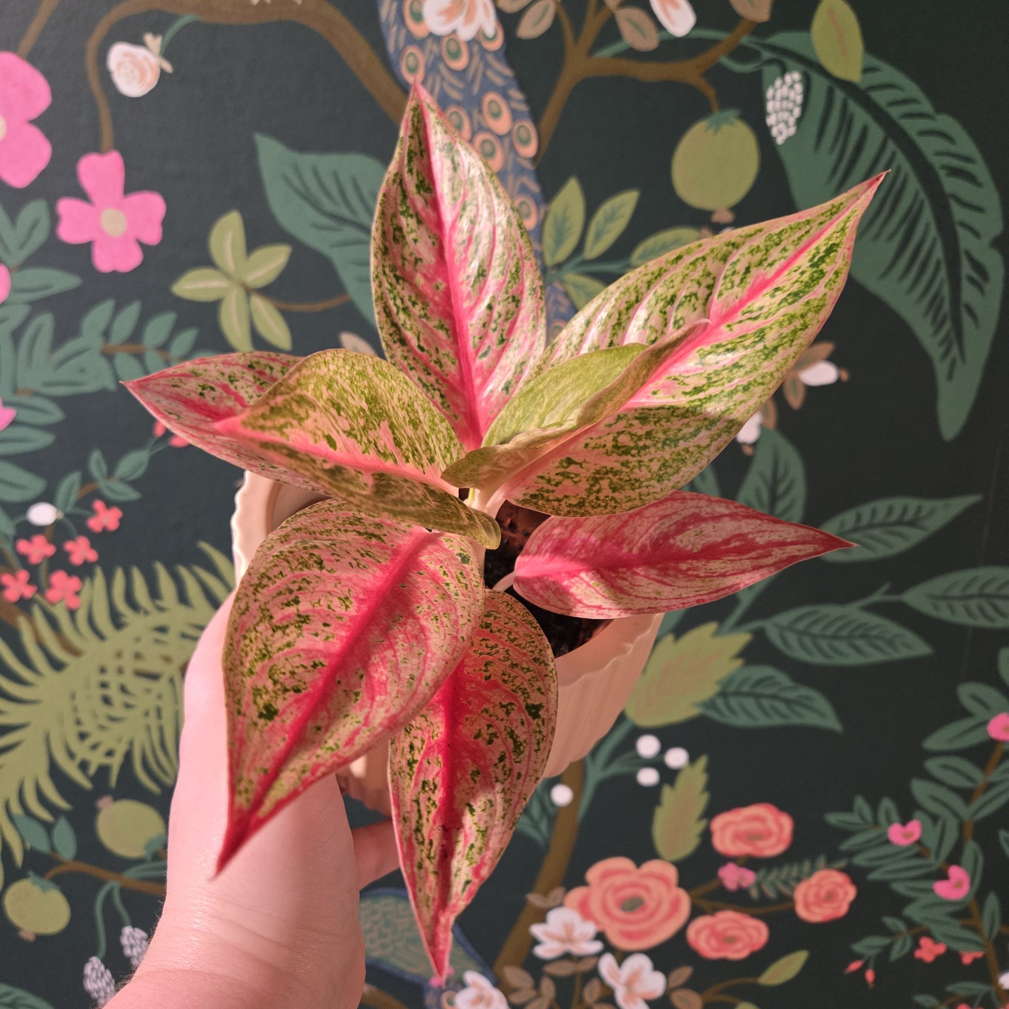 Photo of the plant species Aglaonema 'Legacy Pink' by @EarthBurrito named Pinkie on Greg, the plant care app