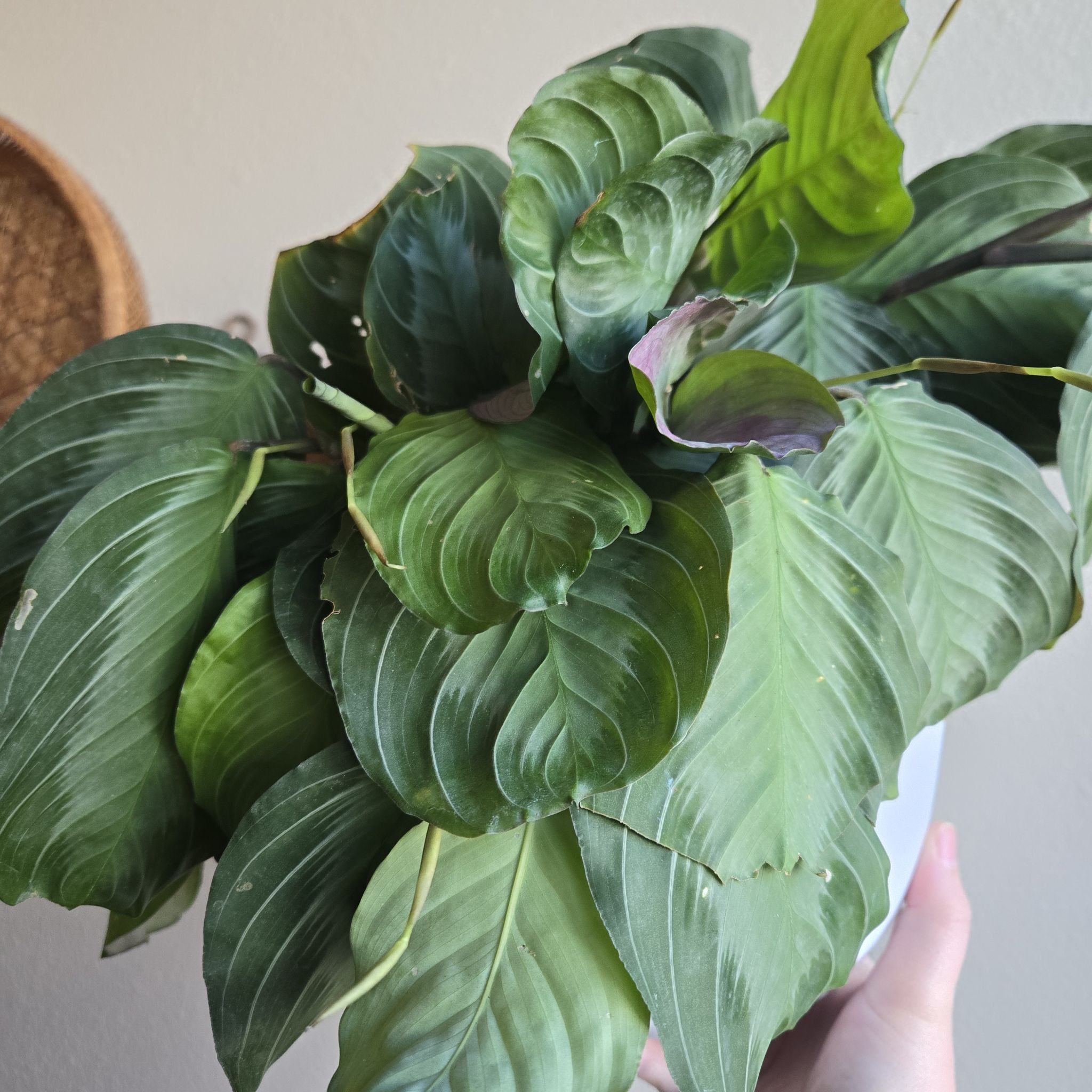 Photo of the plant species Prayer Plant by @EarthBurrito named Madonna on Greg, the plant care app