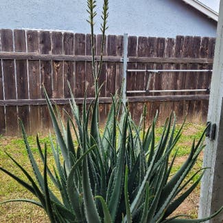 Aloe Vera plant in Lakeside, California