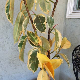 Variegated Rubber Tree plant in Lakeside, California