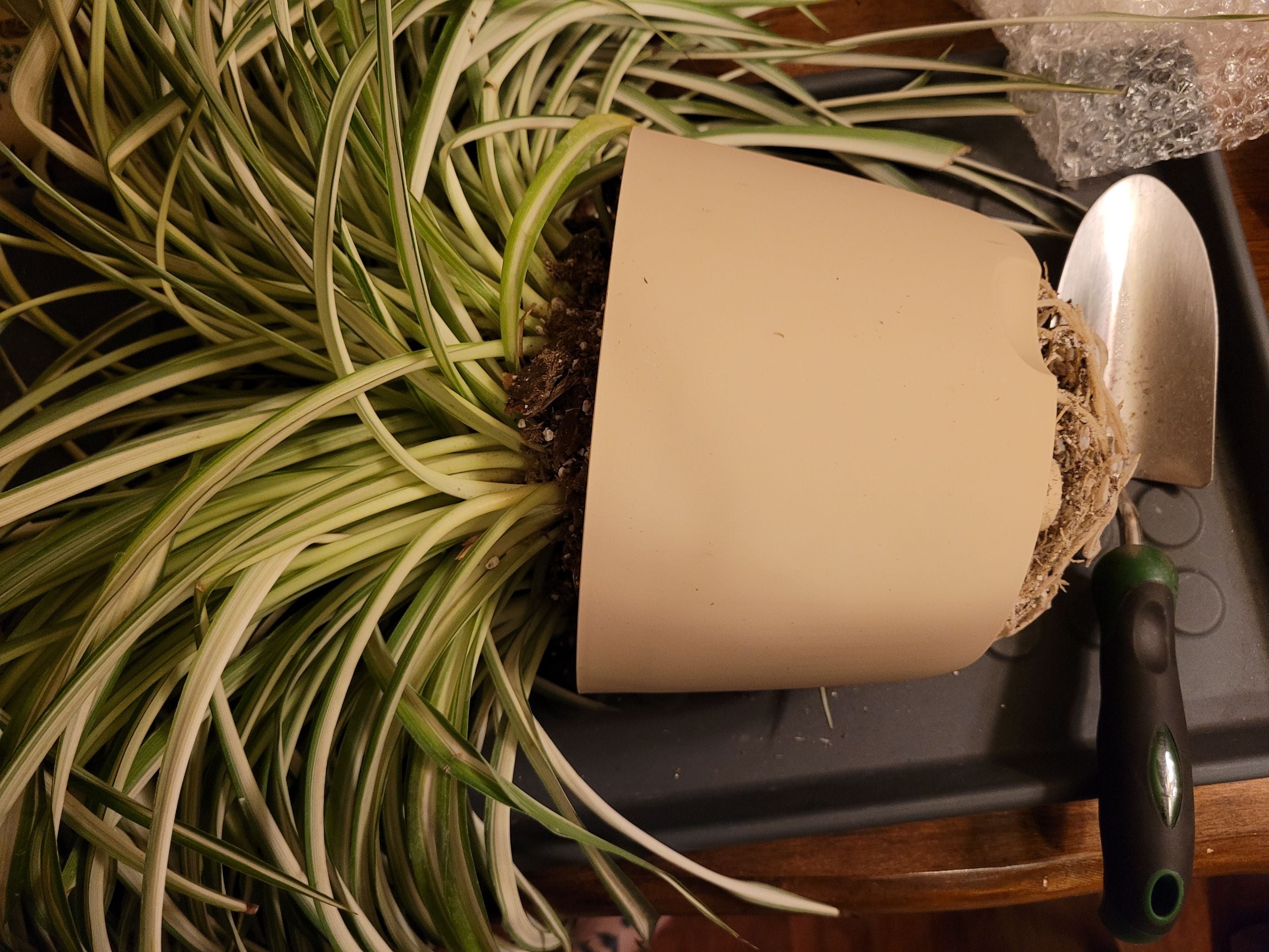 Why Variegated Spider Plant Is Not an Annual 🕷️, image size:1000x1000