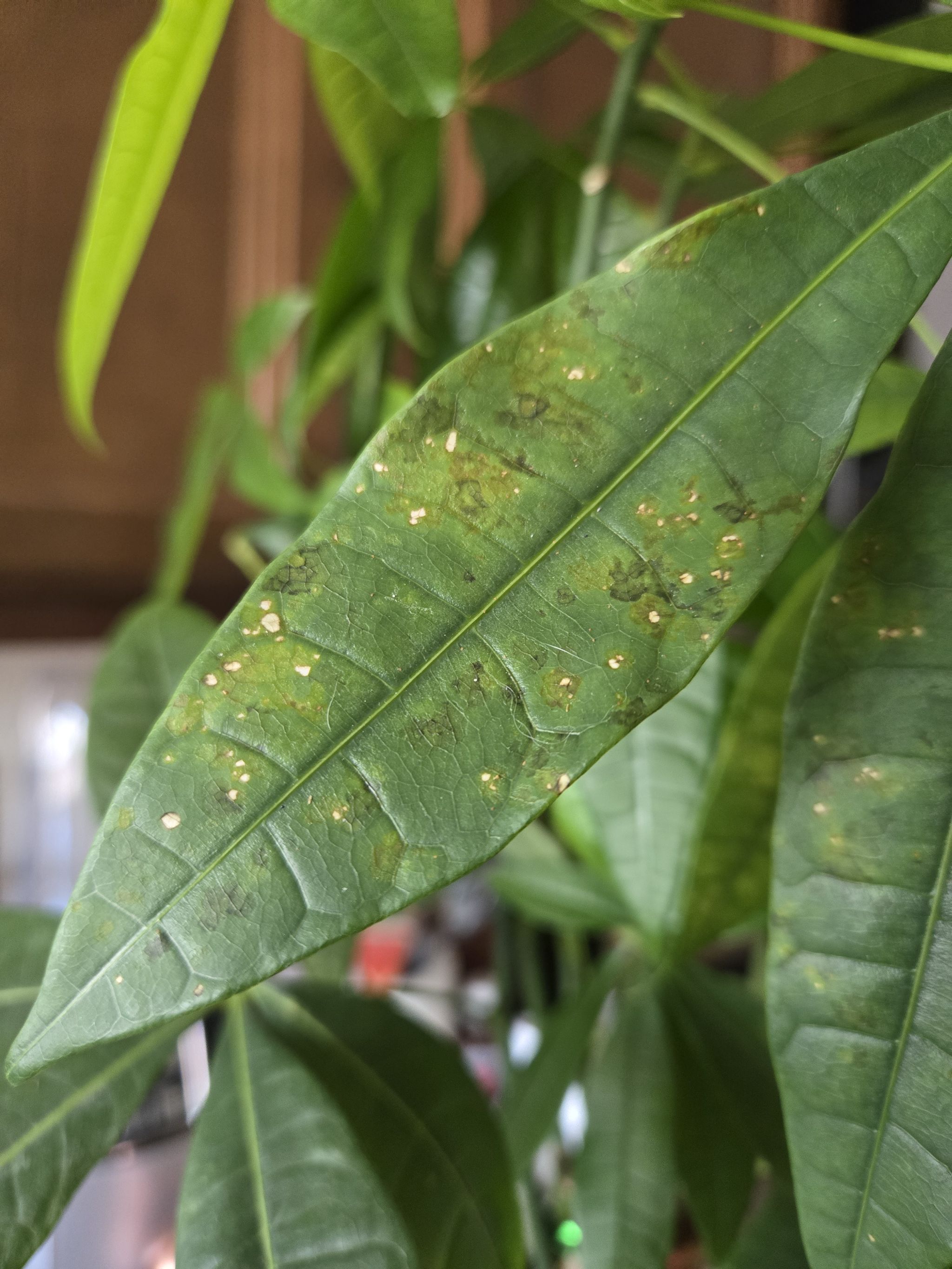 What's going on with my money tree?