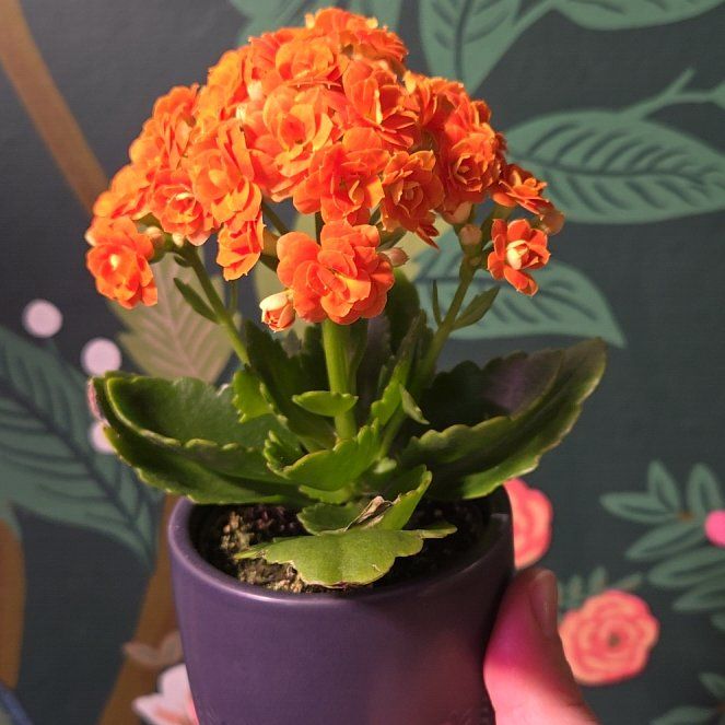 Photo of the plant species Calandiva Orange Florist Kolanchoe by @EarthBurrito named Blossom on Greg, the plant care app