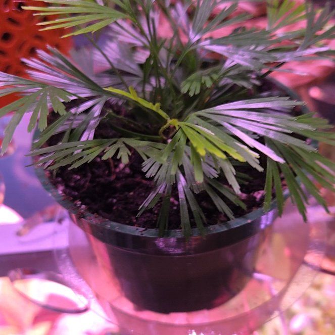 Photo of the plant species Fan Fern by @EarthBurrito named Fernie Mac on Greg, the plant care app