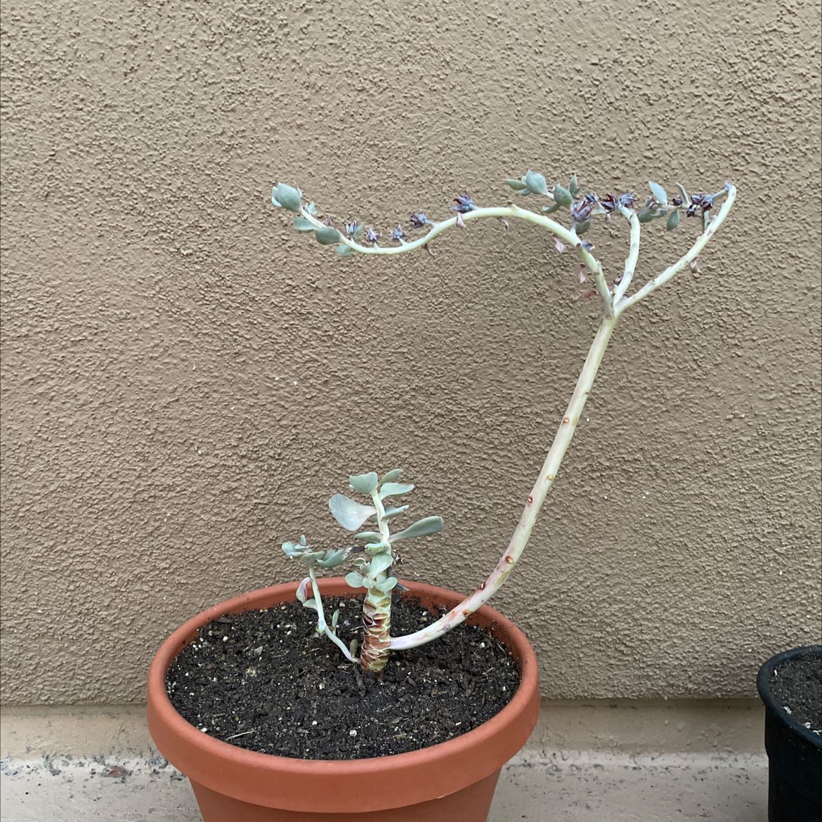 Chalk Dudleya plant in a terracotta pot with sparse foliage and visible soil.