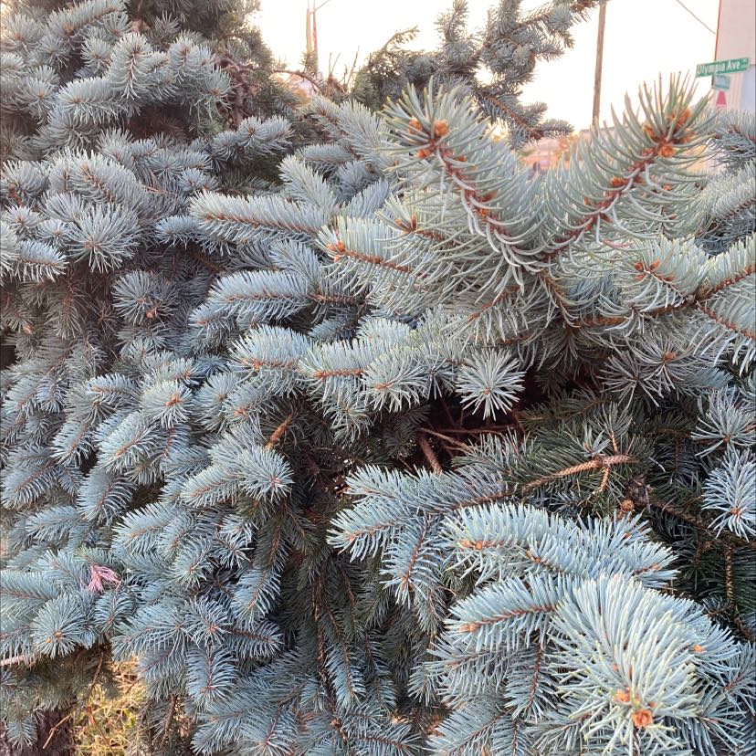 Healthy Blue Spruce with dense, blue-green needles.