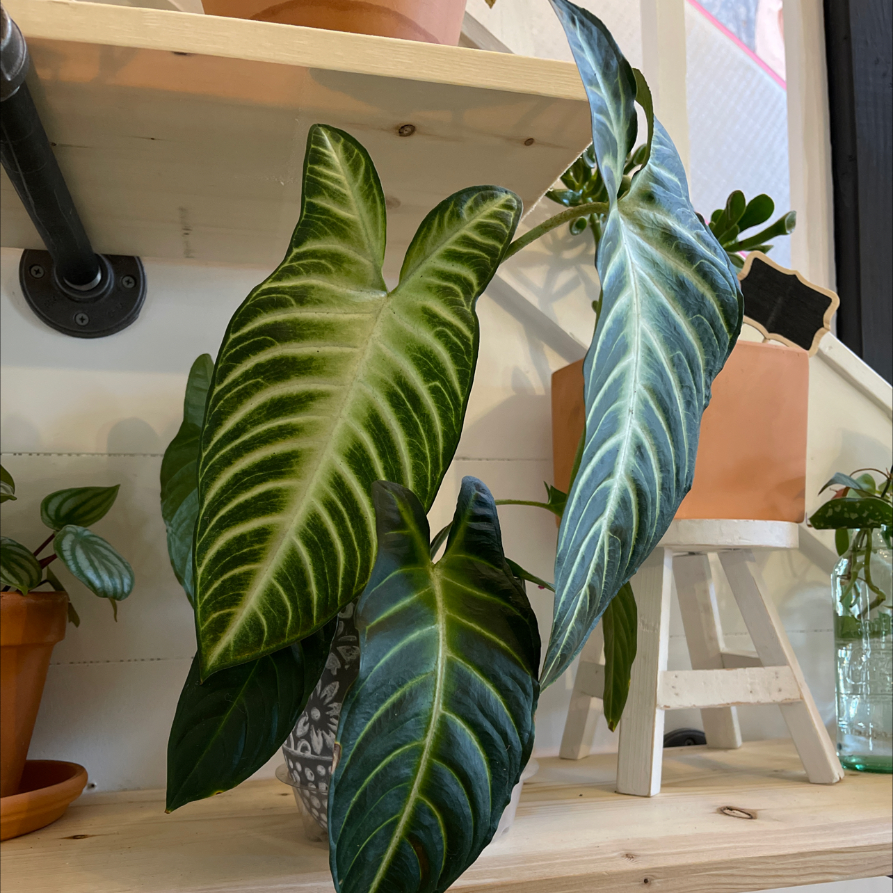 Xanthosoma Angel wings plant with large, dark green leaves and white veins on a shelf.