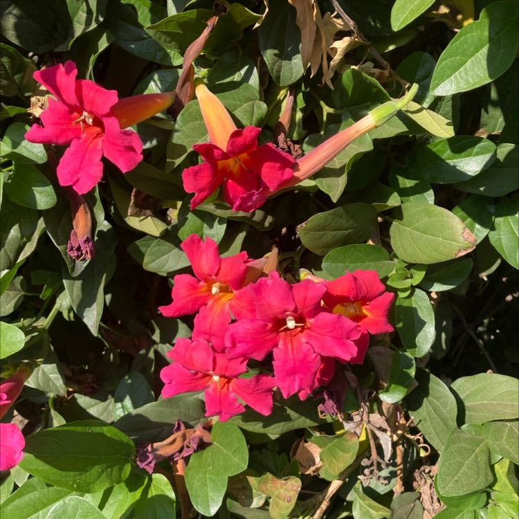 Photo of the plant species Amphilophium buccinatorium by @LivelyKalopanax named Pink on Greg, the plant care app