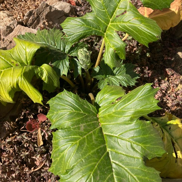 Bear's Breeches plant with large green leaves in a rocky outdoor environment.